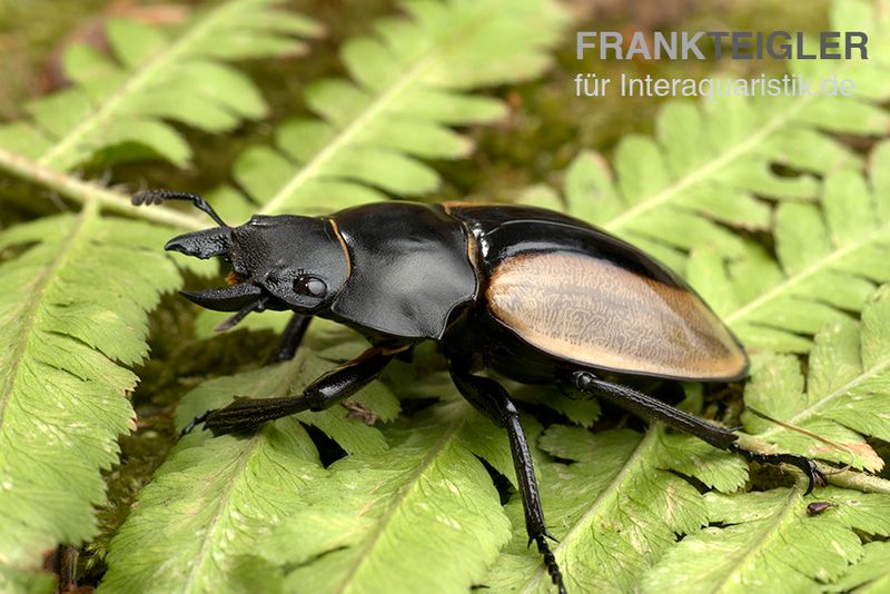 Ludekingi-Hirschkäfer, Odontolabis ludekingi, weiblich