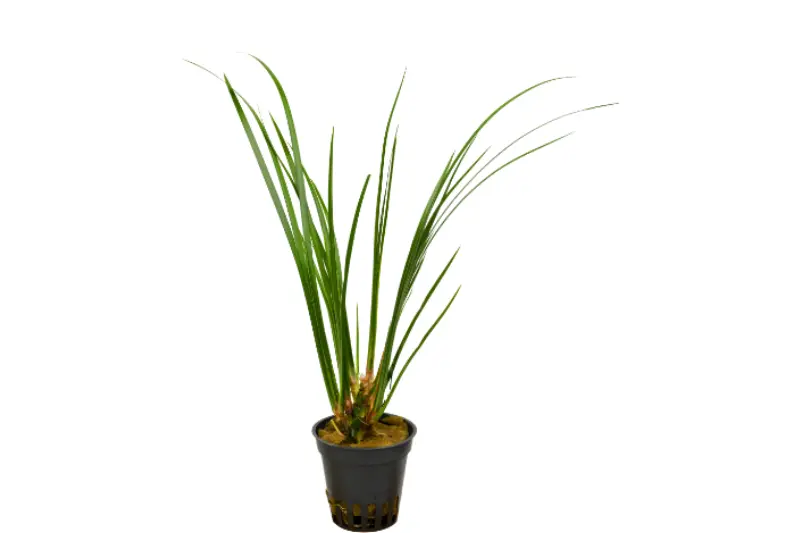 Kalmus, Acorus gramineus (Terrarienpflanze)