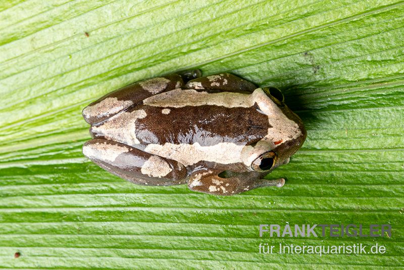 Brauner Bananenfrosch, Afrixalus dorsalis