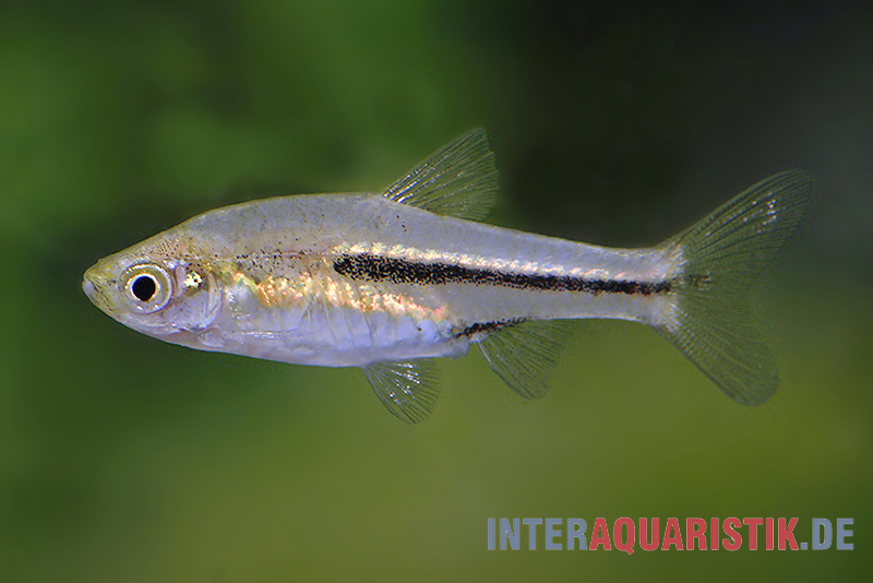 Siamesischer Zwergbärbling, Trigonostigma somphongsi (Minifisch)