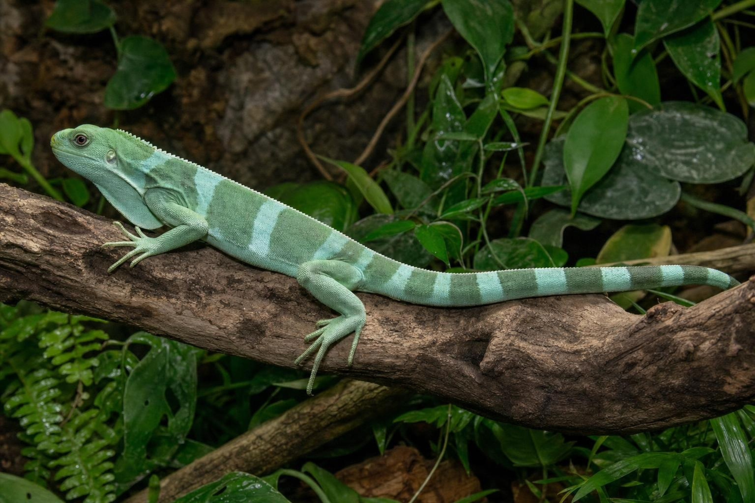 Gebänderter Fidschileguan, Brachylophus fasciatus