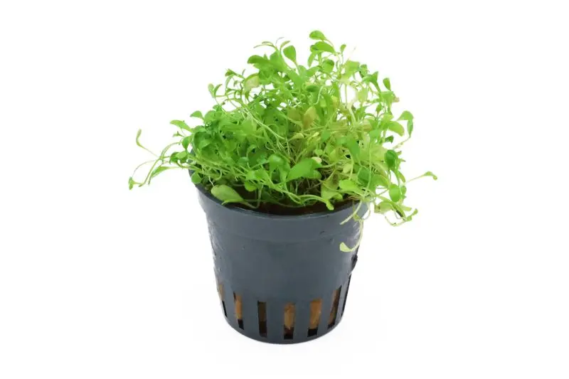 Zungenblatt, Glossostigma elatinoides, im Topf