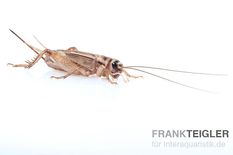 Heimchen, groß, Futterinsekten ca. 500 Stück lose