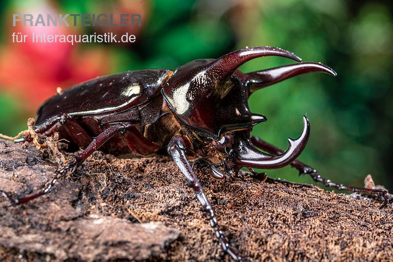 Atlaskäfer, Chalcosoma atlas, paarpreisx2