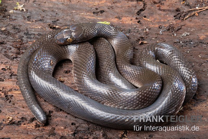 Afrikanische Hausschlange, Lamprophis fuliginosus, Braune Hausschlange