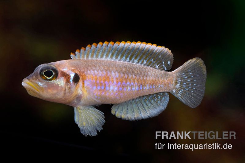 Schneckenbuntbarsch Silver Tip, Lamprologus ocellatus Silver Tip, DNZ