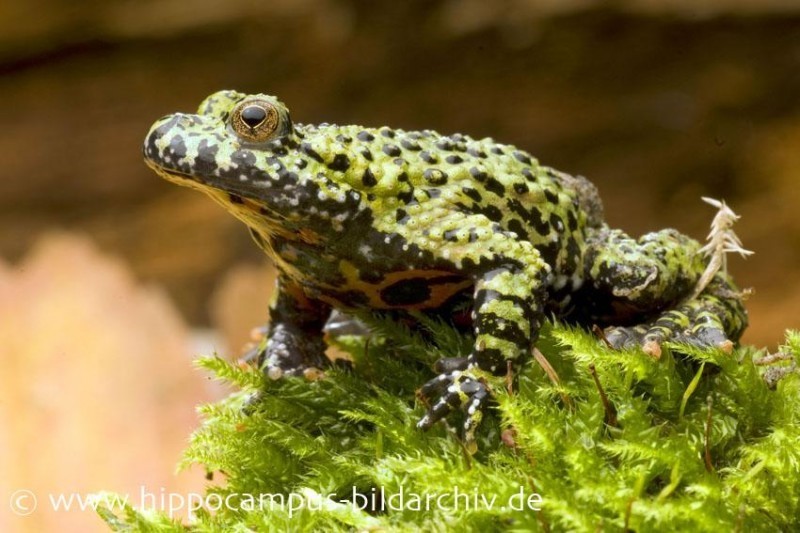 Chinesische Rotbauchunke, Bombina orientalis, DNZ