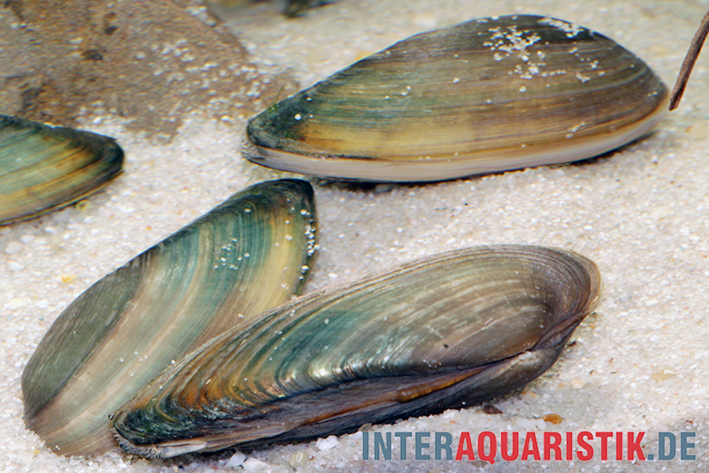 Nahaufnahme grüner Muscheln auf Sand