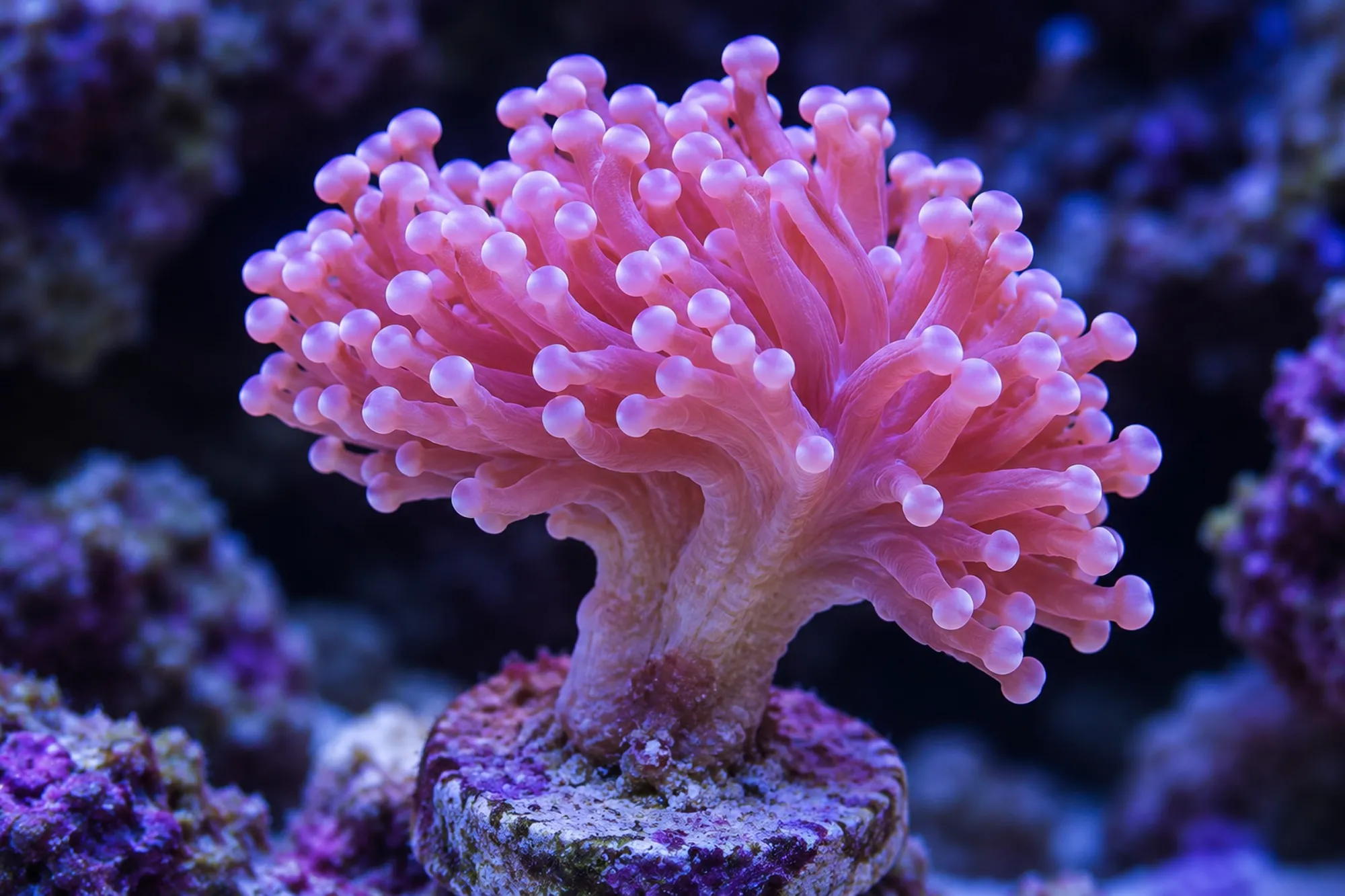 Froschlaichkoralle „Pink“ (Nachzucht), Fimbriaphyllia paradivisa, 1 Polyp