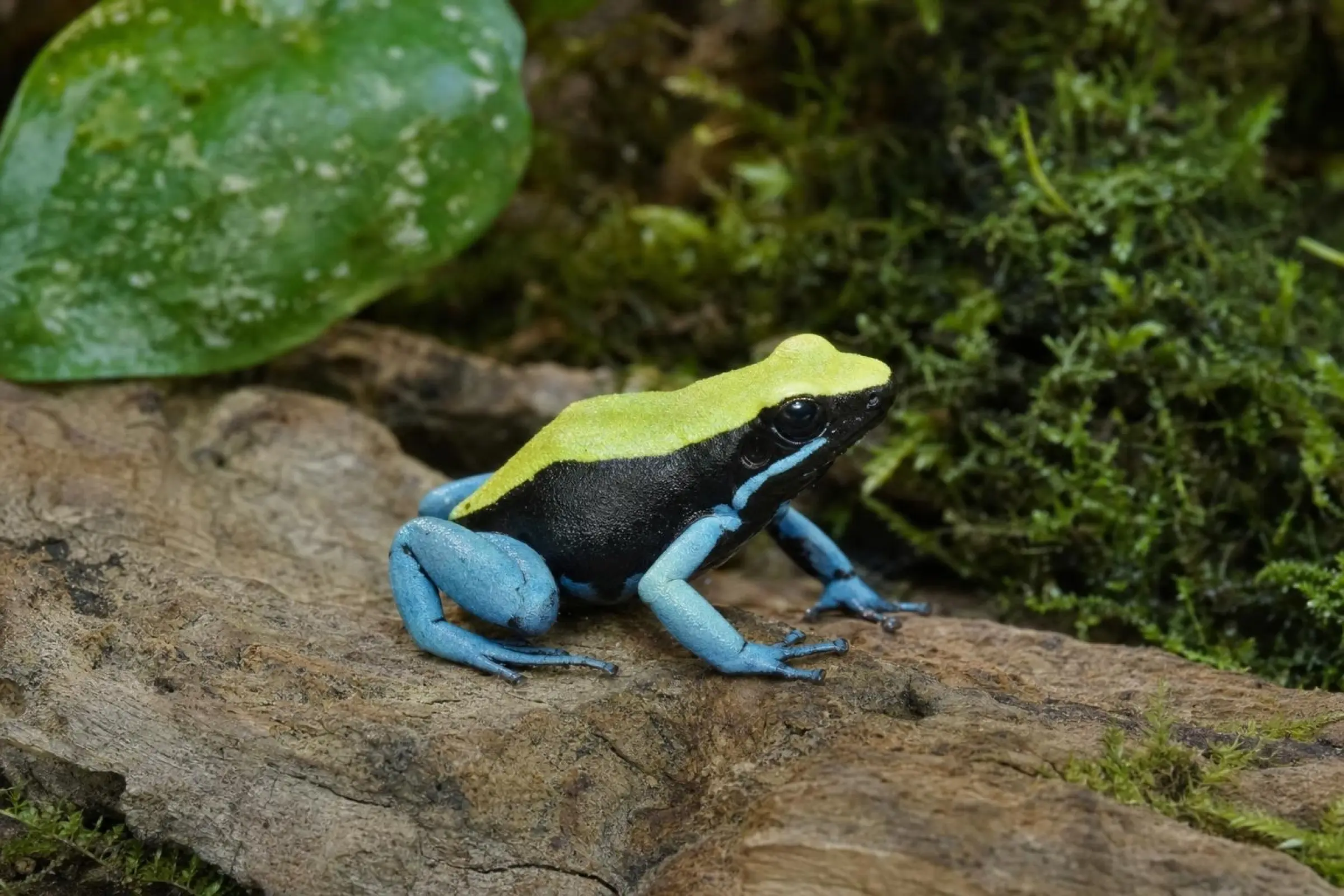 Blaubeiniges Buntfröschchen, Mantella expectata