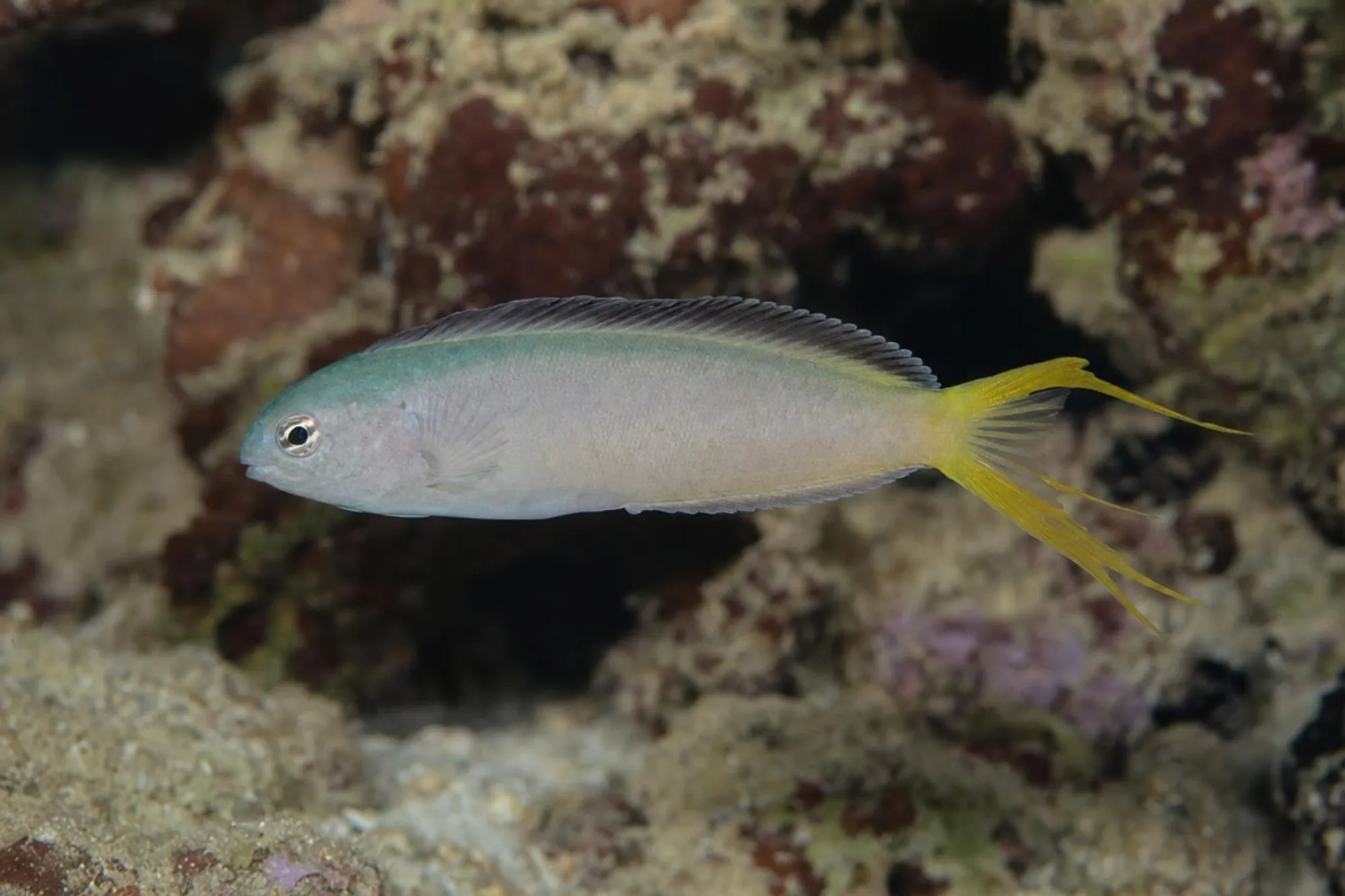 Afrikanischer Leierschwanz-Schleimfisch, Meiacanthus mossambicus