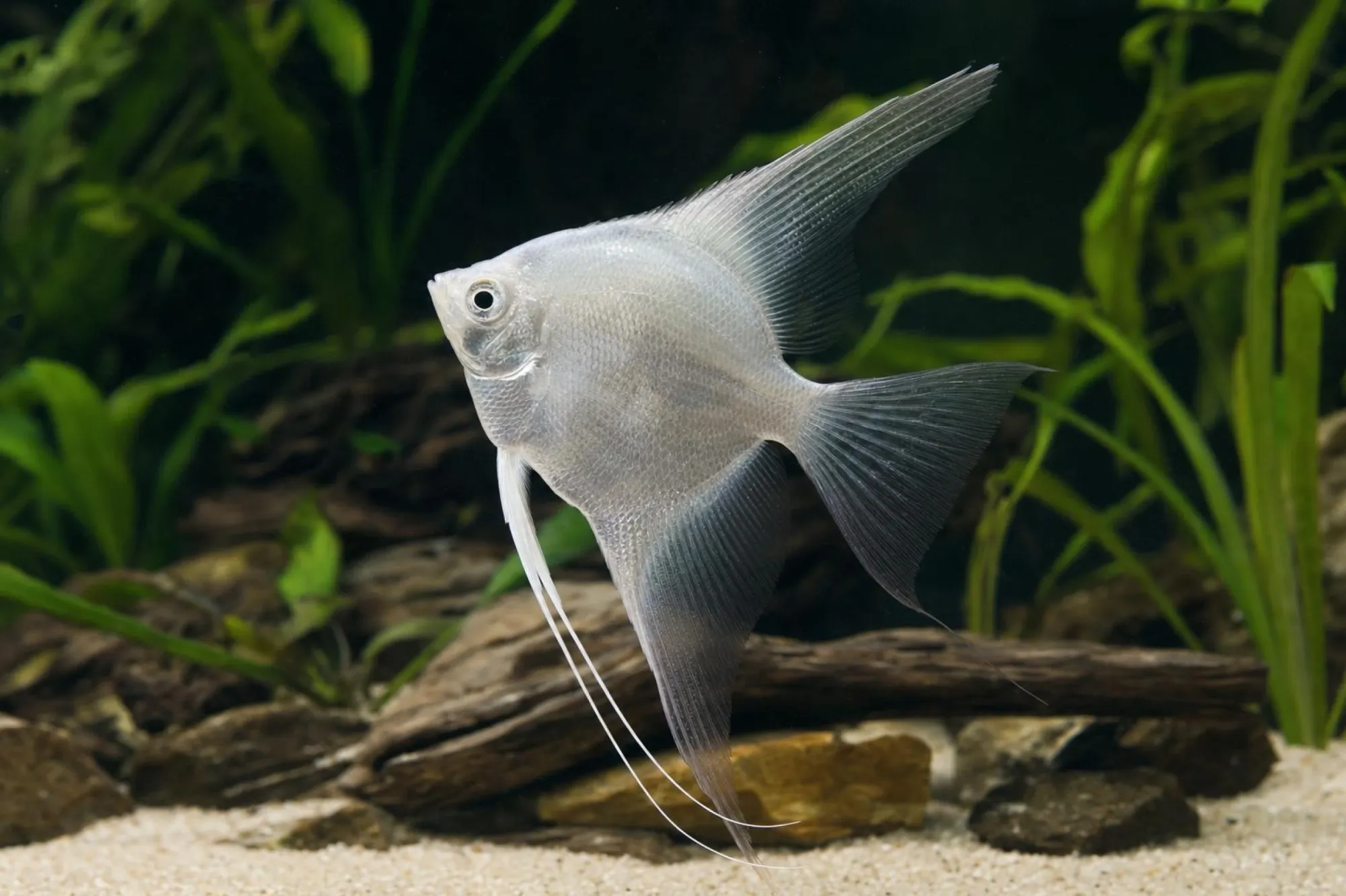 Skalar „Ghost“, Pterophyllum scalare, ca. 4,0 cm