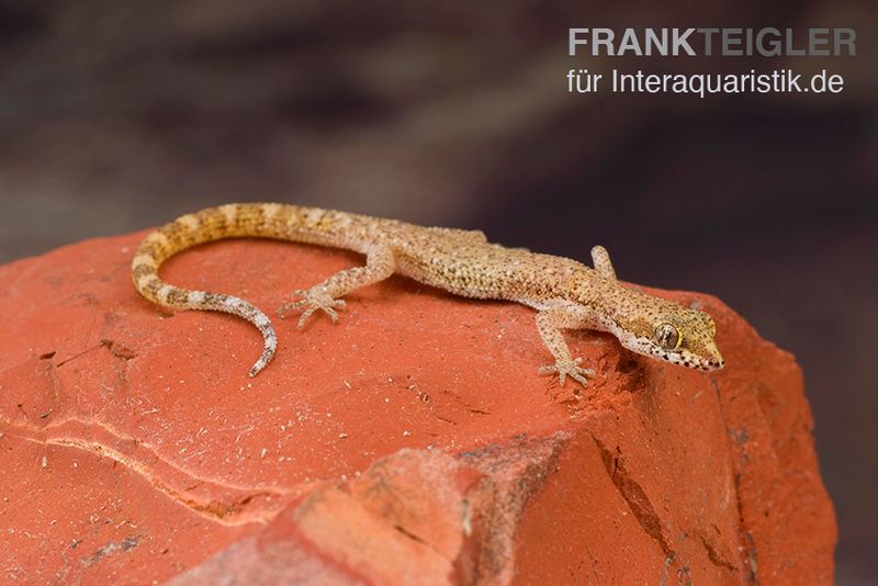 Nördlicher Sandgecko, Tropiocolotes tripolitanus