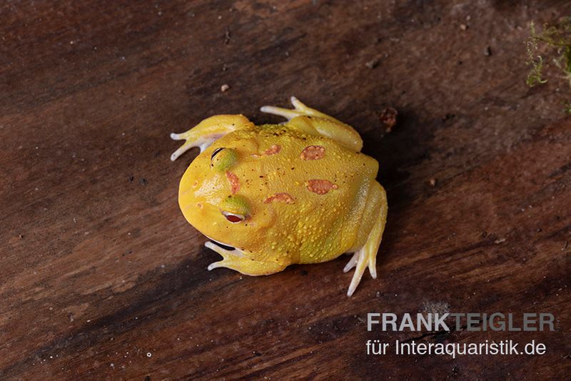 Pikachu-Pacman-Frog, Ceratophrys cranwelli Pikachu