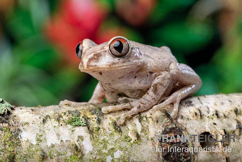 Brauner Waldsteiger, Leptopelis millsoni