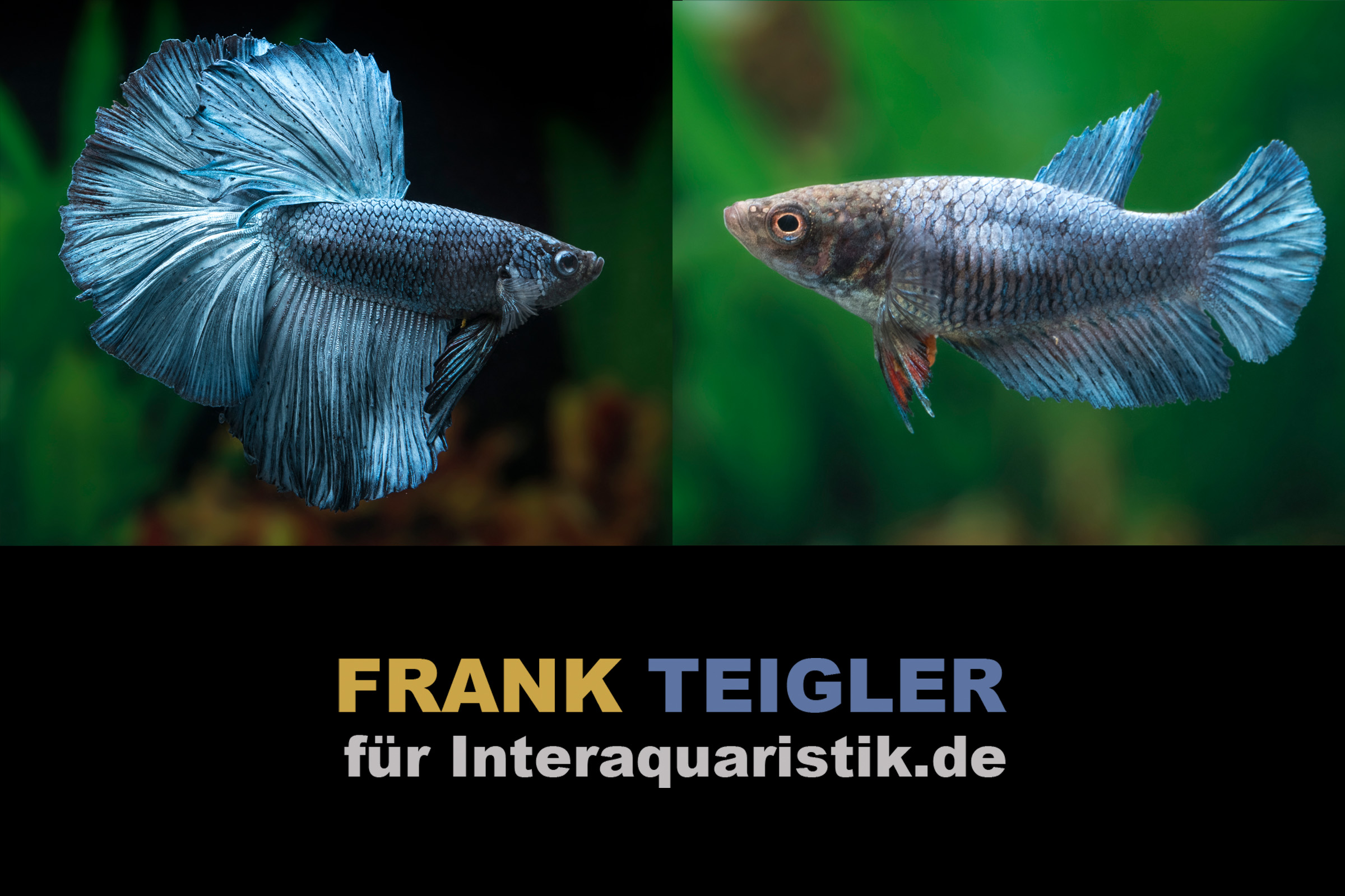 Paar: Halfmoon Kampffisch Copper Grey, Betta splendens