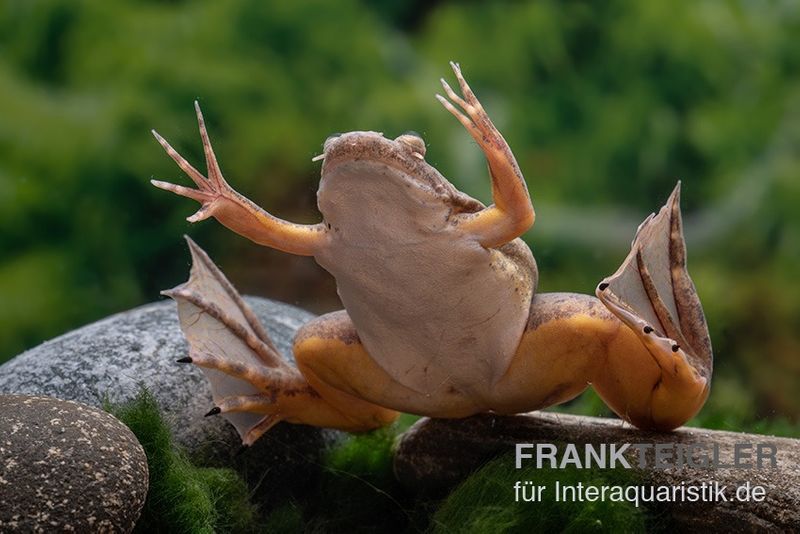 Bamileke Krallenfrosch, Xenopus eyesoole