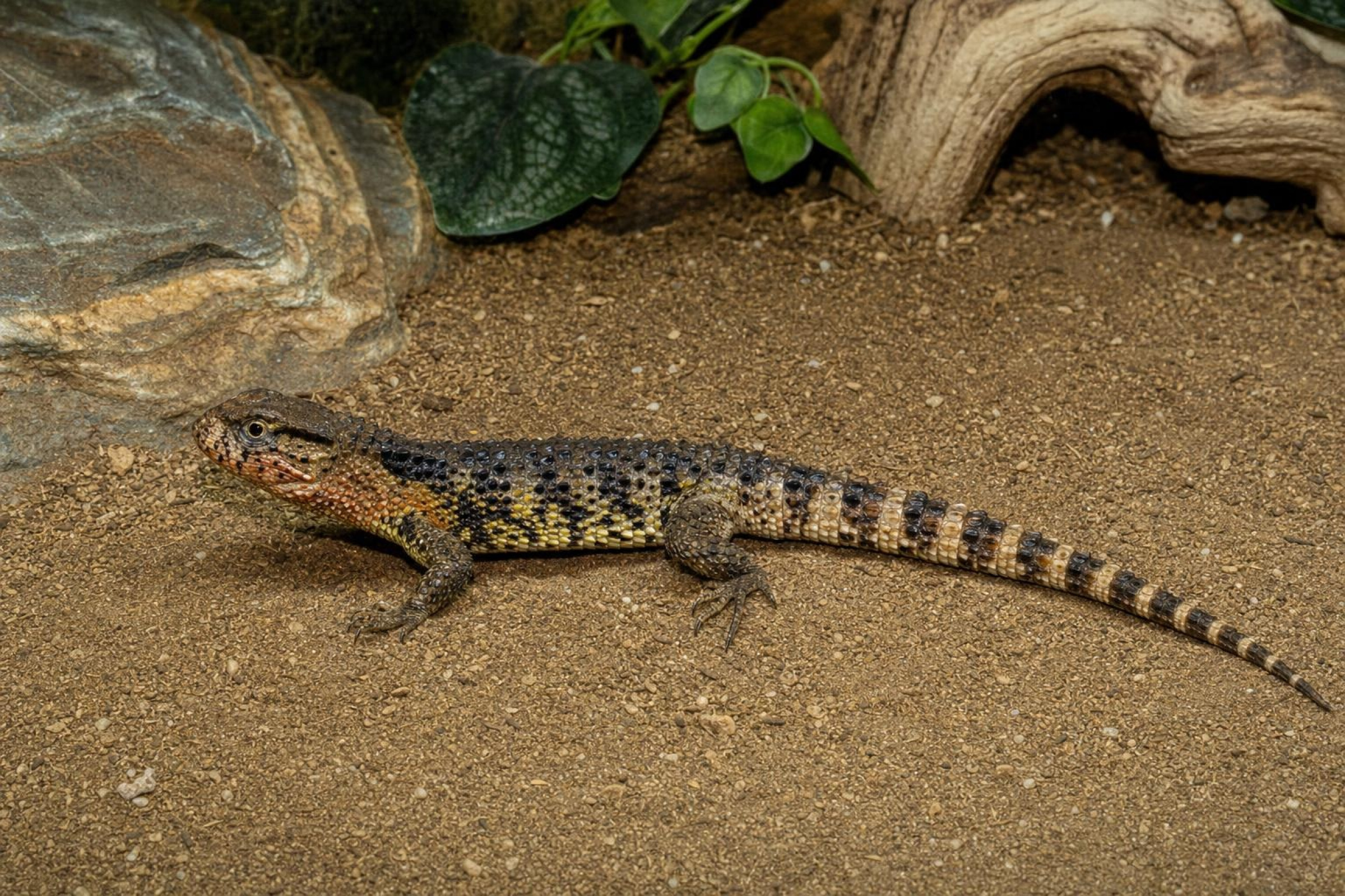 Chinesische Krokodilschwanzechse, Shinisaurus crocodylurus
