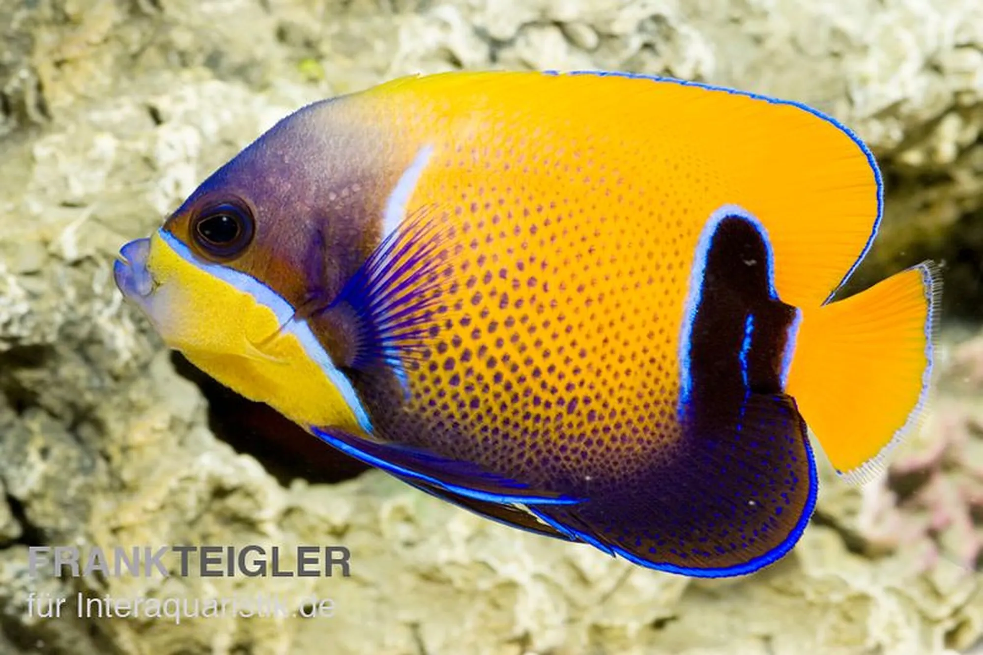 Blaugürtel-Kaiserfisch, Pomacanthus navarchus