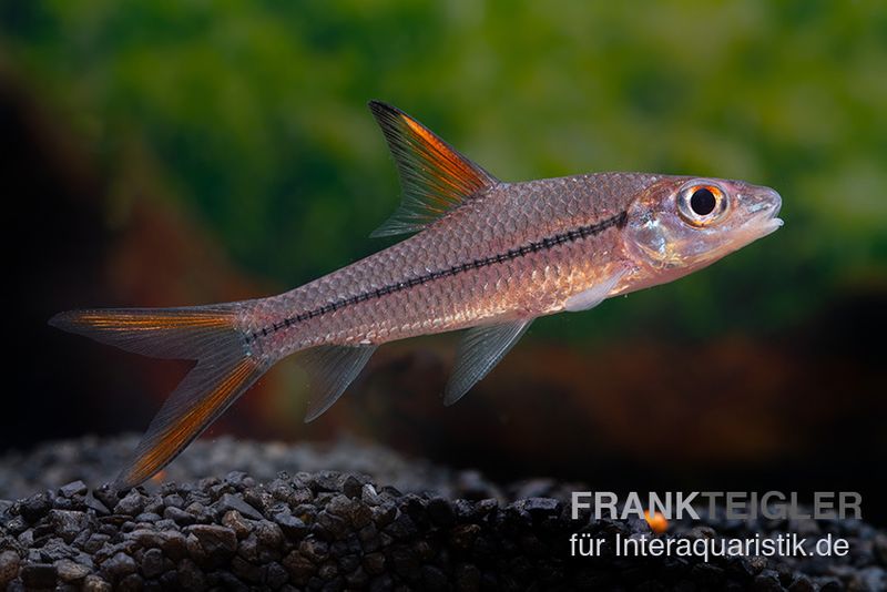 Schönflossen-Flussbarbe, Cyclocheilichthys janthochir