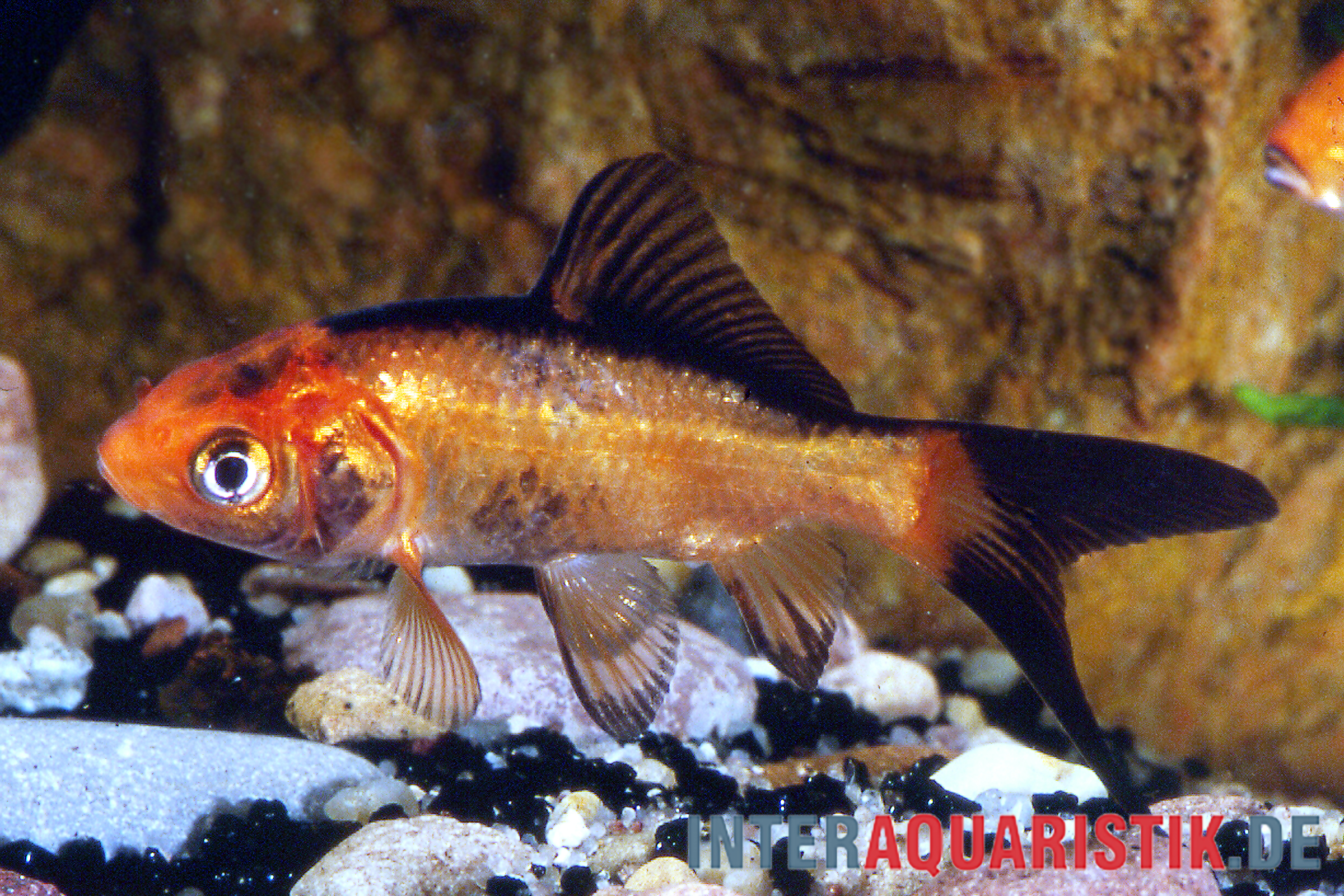 Rot-schwarzer Goldfisch (Carassius auratus), 7–10 cm, seitliche Nahaufnahme im Kiesbecken; kräftige rot-schwarze Zeichnung, typische Kaltwasser-Teichform