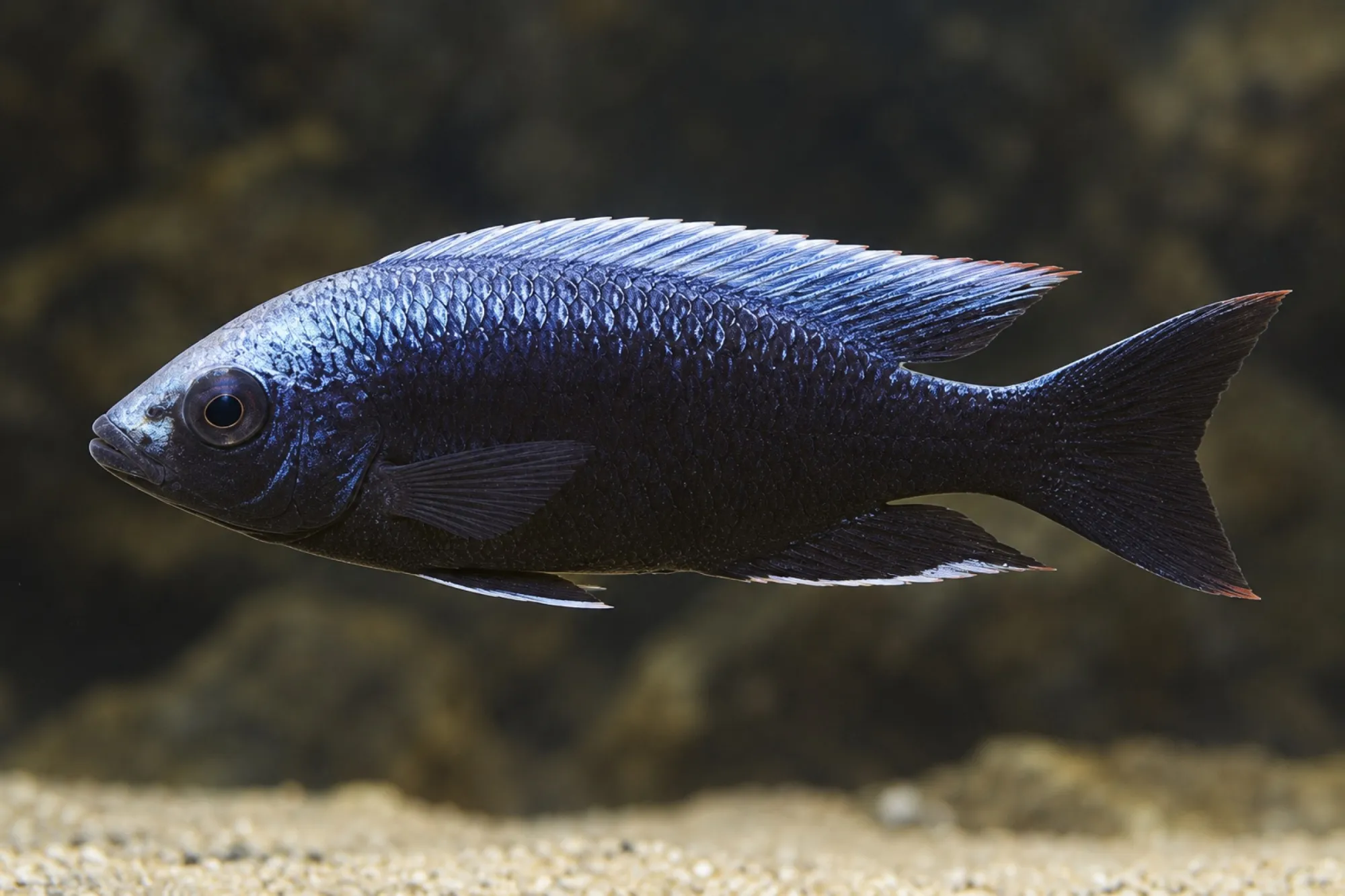 Trewavas-Utaka „Msisi Red Tips“, Copadichromis trewavasae