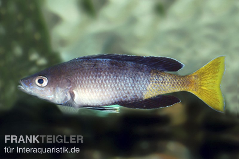 Blauer Heringscichlide, Cyprichromis leptosoma "Mpulungu", DNZ