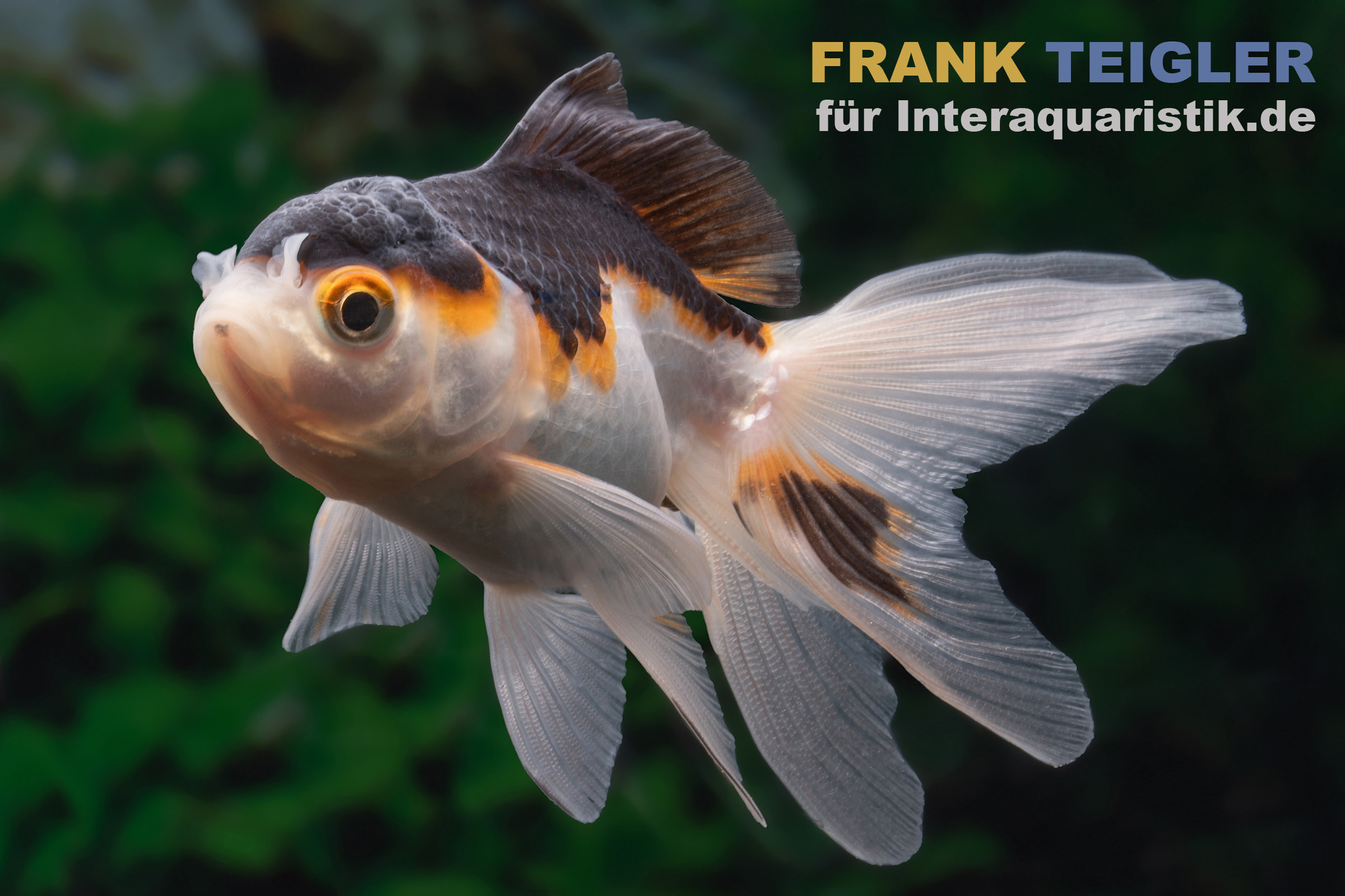 Oranda Panda, Carassius auratus (Kaltwasser)