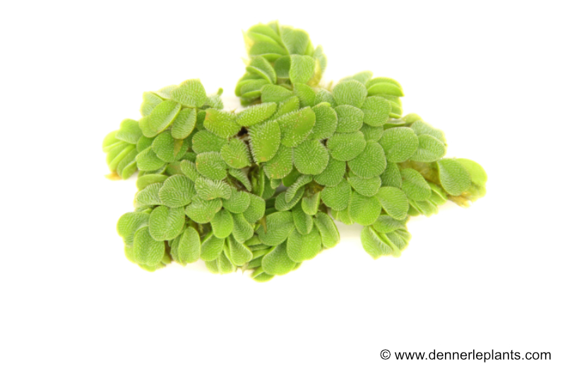 Kleinohriger Schwimmfarm, Salvinia auriculata, In Vitro