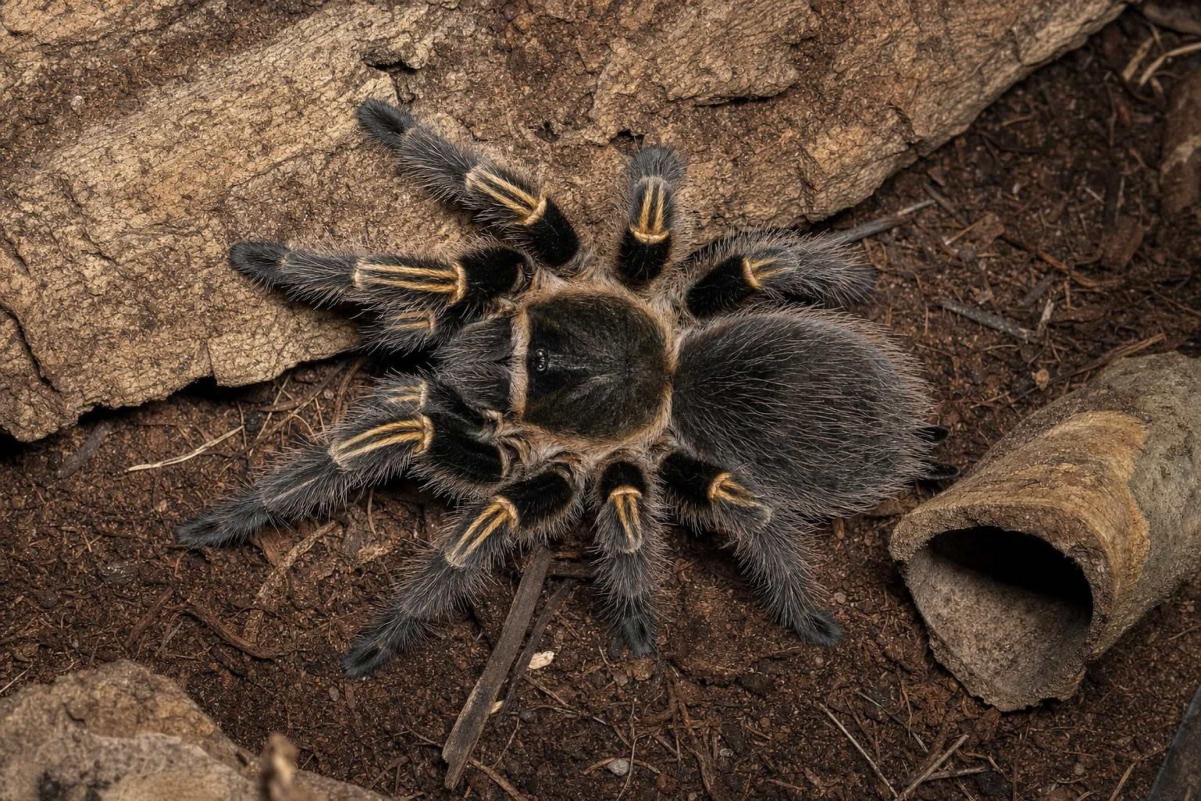 Chaco-Goldknievogelspinne, Grammostola pulchripes