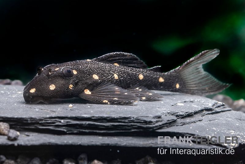 Orange Spot Pleco, LDA31, Panaqolus albomaculatus