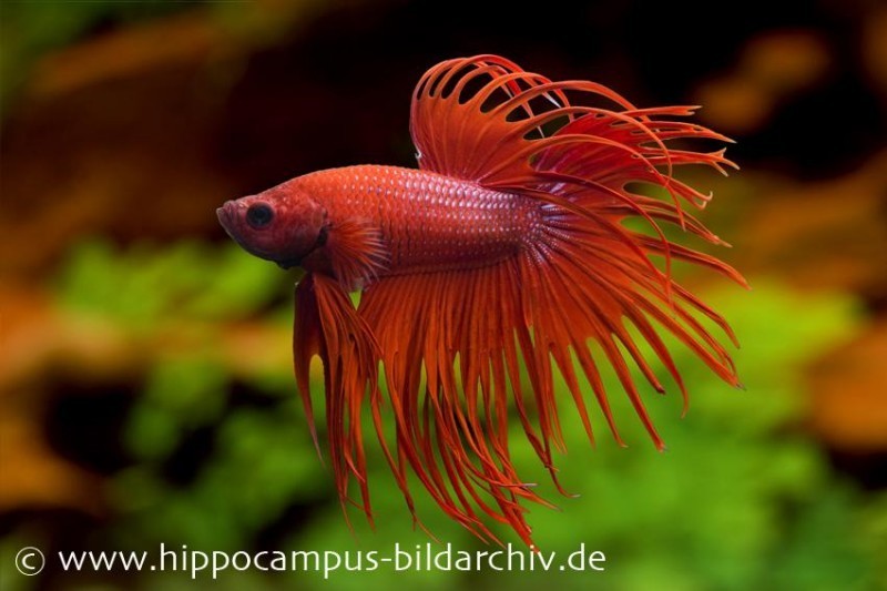 Crown Tail Kampffisch rot, Männchen, Betta splendens