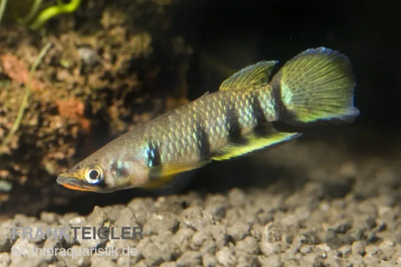 Querbandhechtling, Epiplatys dageti dageti, 2-3 cm