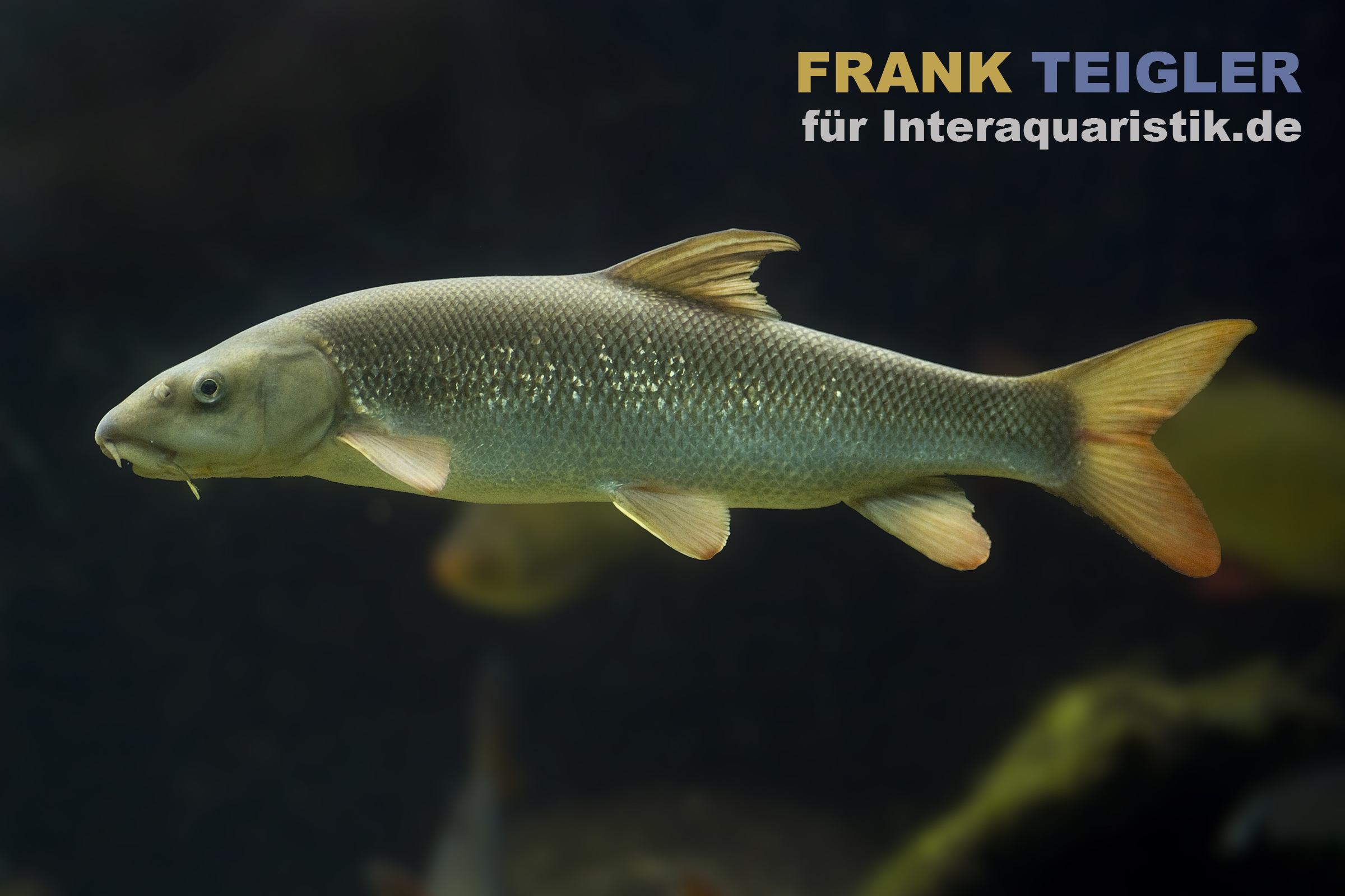Großer silbrig-grüner Süßwasserfisch seitlich im Aquarium vor dunklem Hintergrund, orange Flossen; rechte Bildhälfte zeigt den Werbetext 'für Interaquaristik.de'