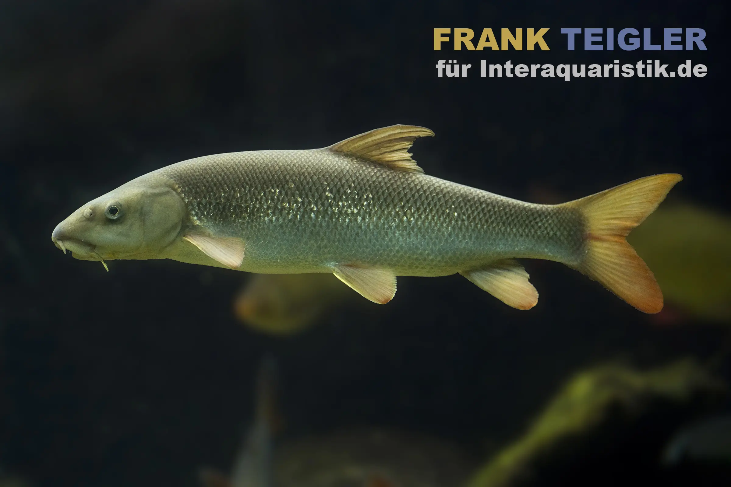 Großer silbrig-grüner Süßwasserfisch seitlich im Aquarium vor dunklem Hintergrund, orange Flossen; rechte Bildhälfte zeigt den Werbetext 'für Interaquaristik.de'