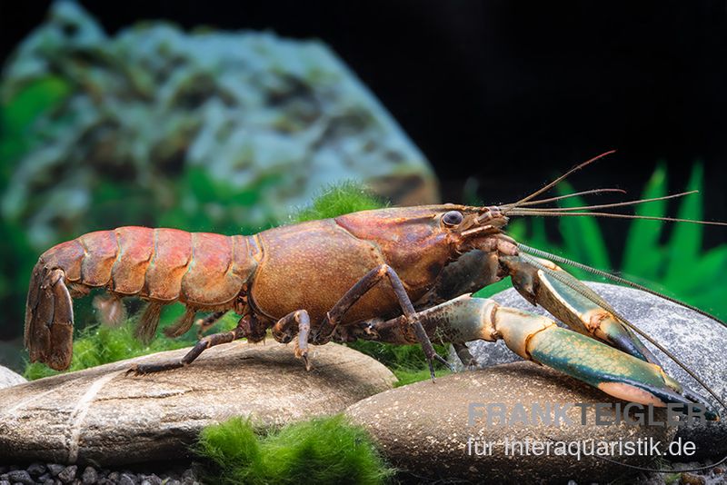 Cherax sp. "Red Chilli Blue Claw', Paar (1 Männchen + 1 Weibchen)