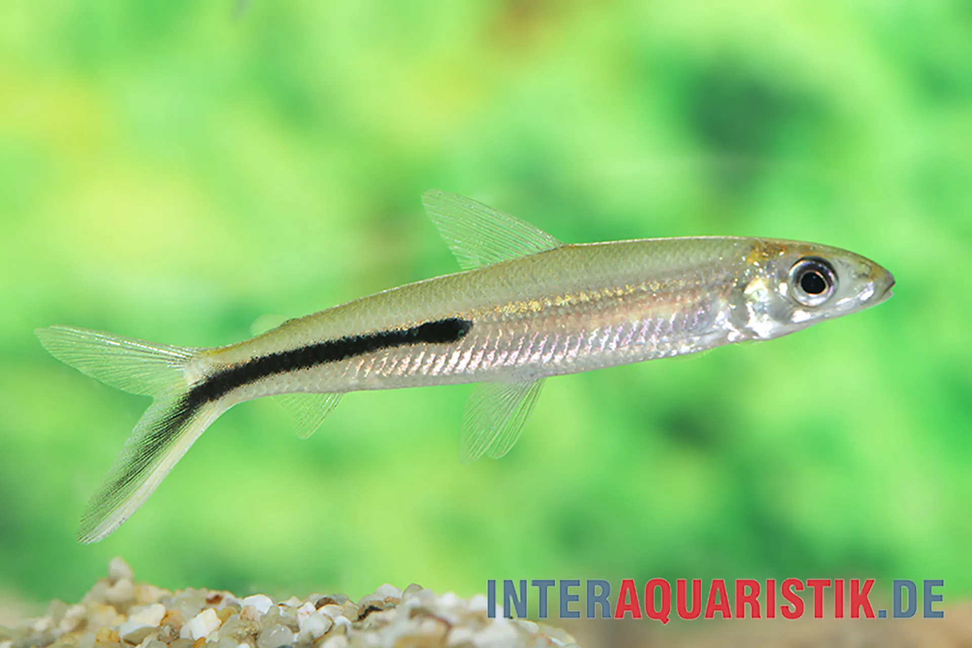 Nahaufnahme: Halbbinden-Federsalmler (Hemiodus semitaeniatus), seitlich, silbrig glänzend mit deutlichem schwarzem Mittelstreifen – Produktbild für Aquaristik (Halfline Hemiodus)