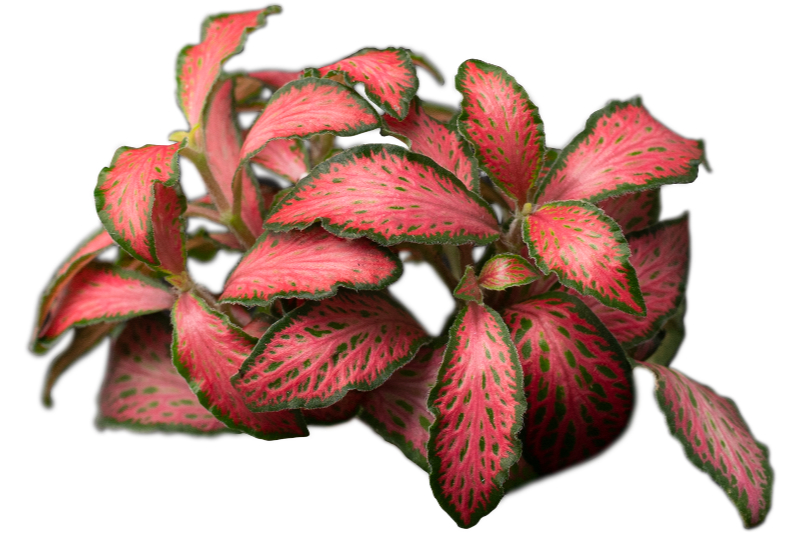 Rote Fittonia, Fittonia verschaffeltii (Terrariumpflanze)