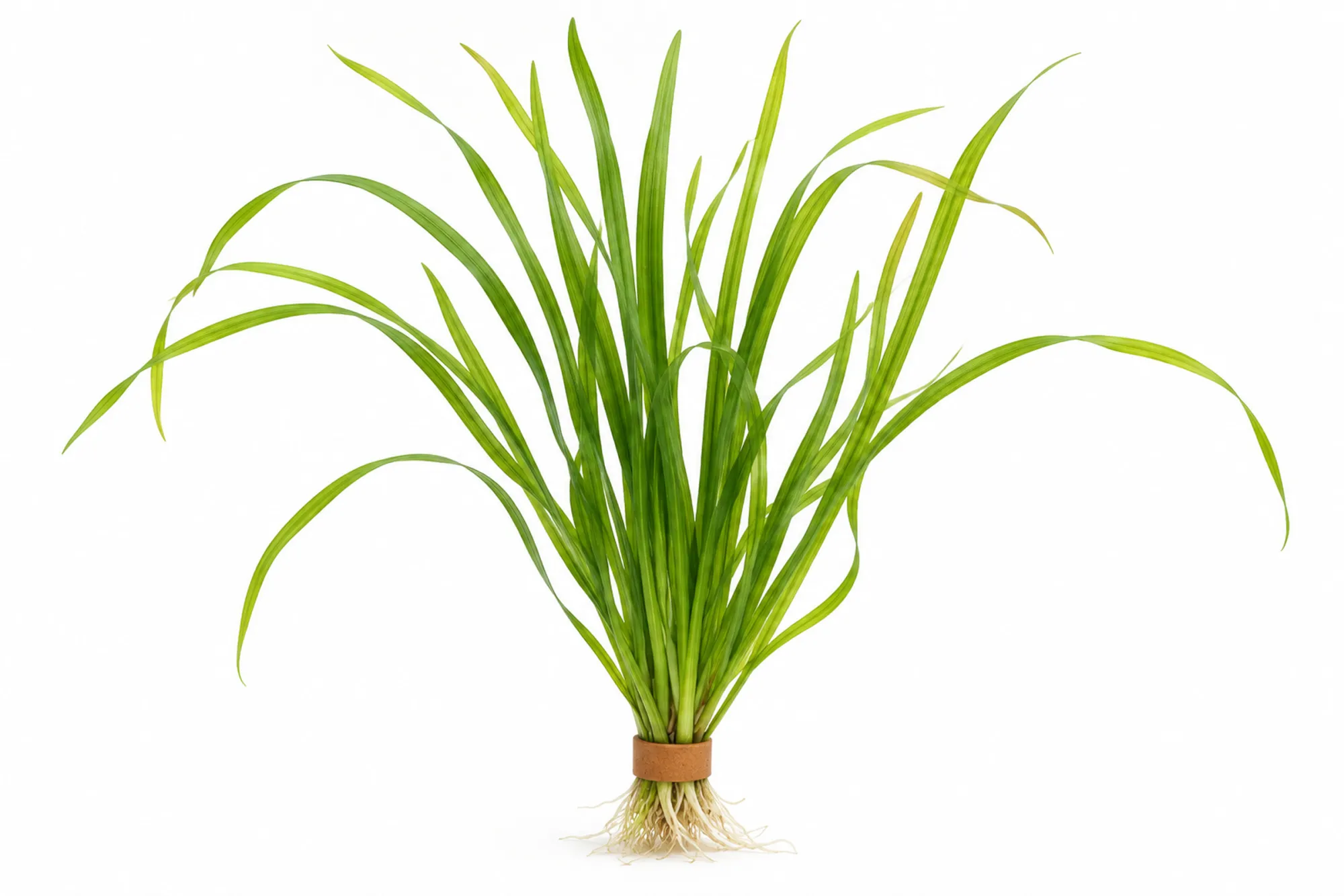Vallisneria spiralis als Bund mit langen grünen Bandblättern, Terrakottaring und sichtbaren Wurzeln vor weißem Hintergrund.