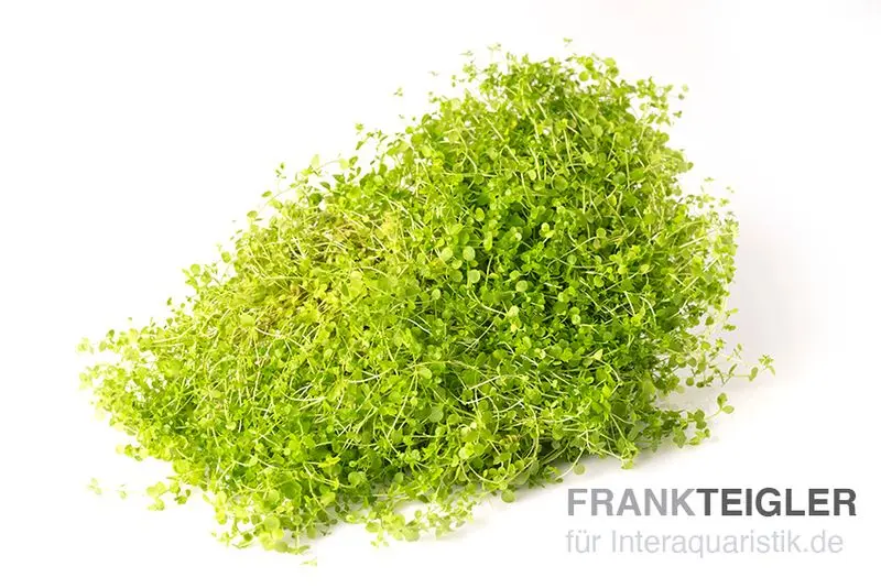 Montecarlo-Perlenkraut, Micranthemum tweediei, auf Matte, ca. 10x11 cm