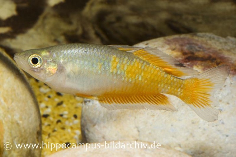 Parkinsons Regenbogenfisch, Melanotaenia parkinsoni