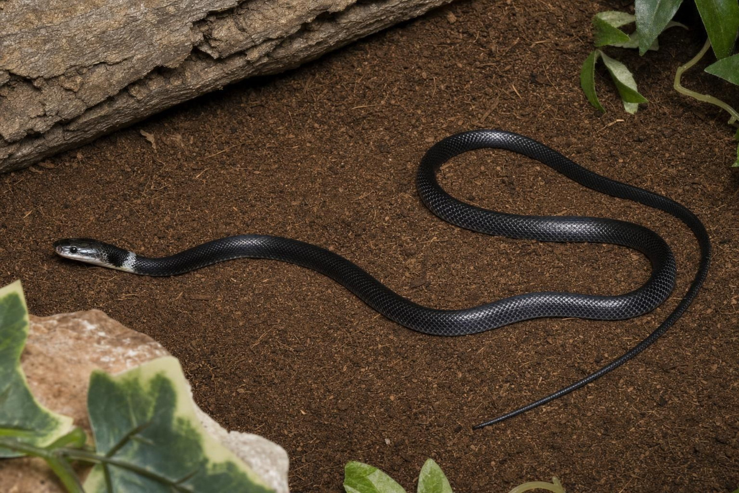 Indochinesische Bänder-Wolfszahnnatter, Lycodon neomaculatus