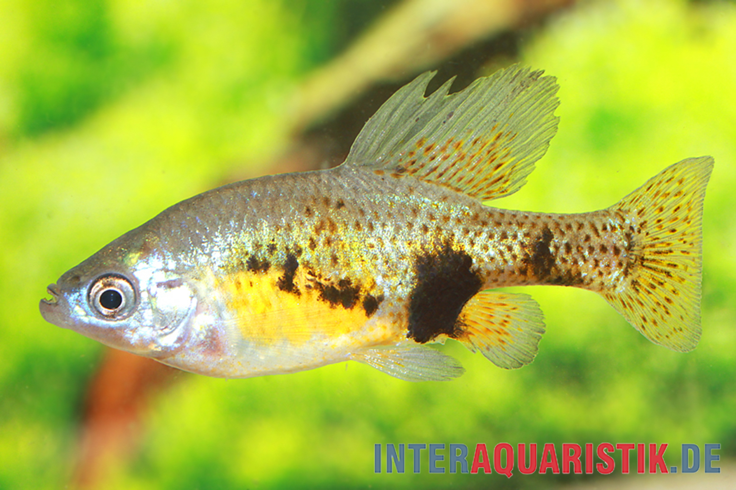 Gefleckter Skiffia, Skiffia multipunctata