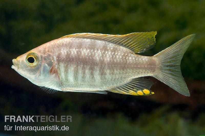 Copadichromis virginalis yellow crest, DNZ