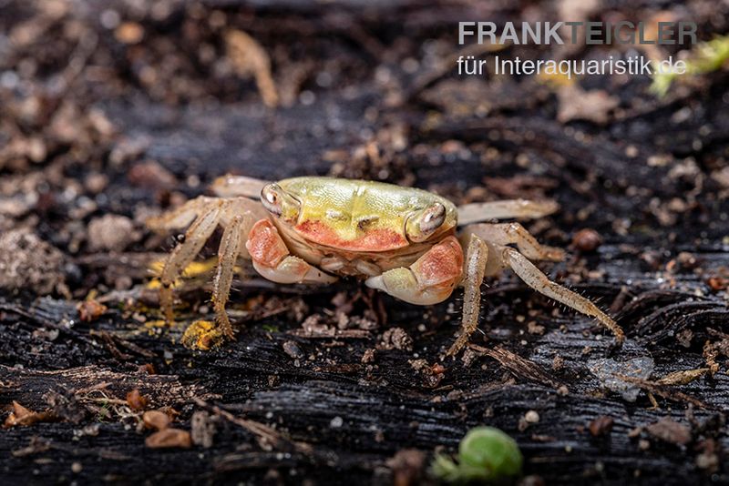 Smaragdkrabbe, Metasesarma spec. "Green Emerald" (Emerald Crab), Zufällig ausgewählt