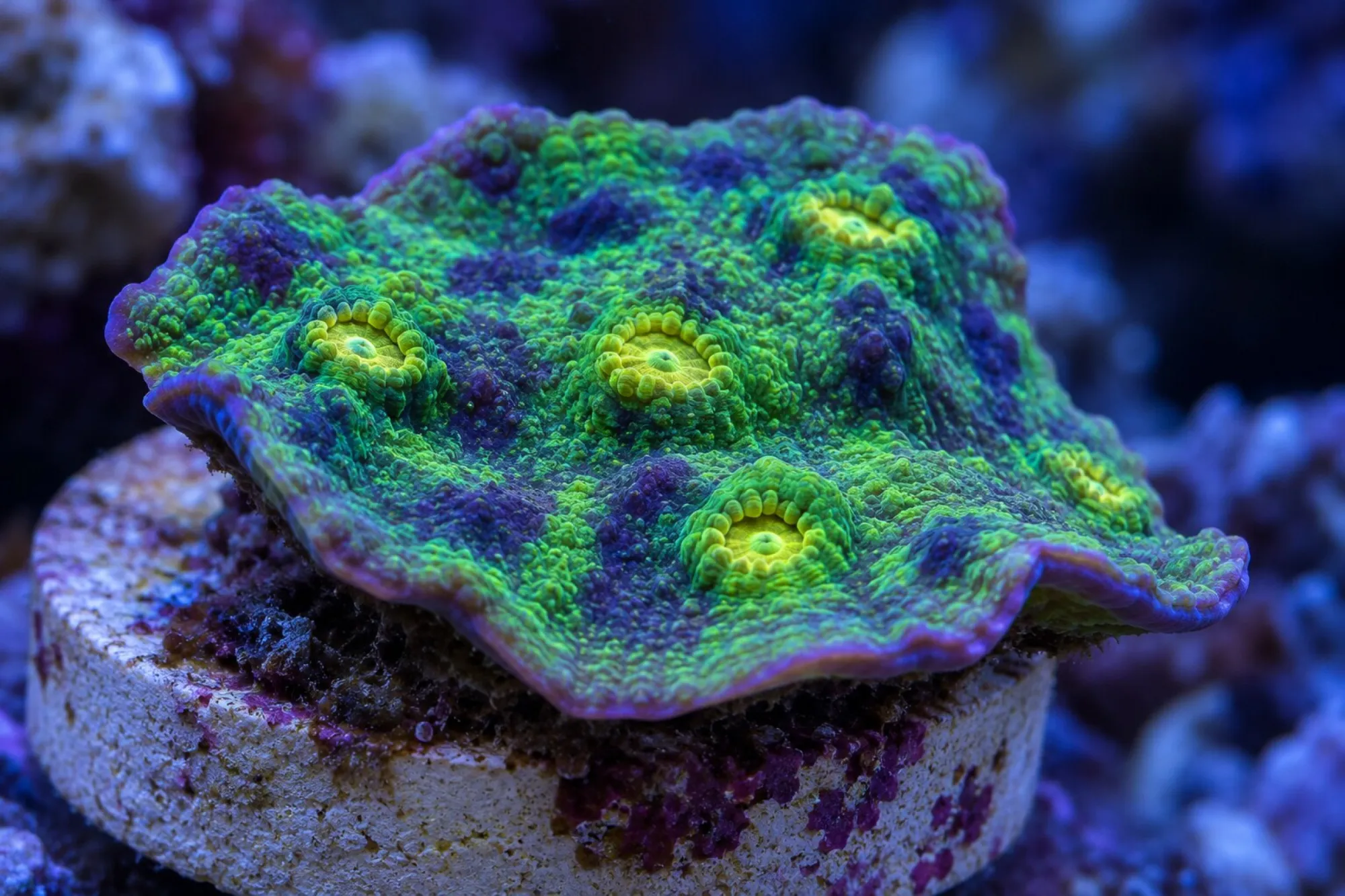 Kelchkoralle „Space Invader“ (Nachzucht), Echinophyllia spec., Größe S–M