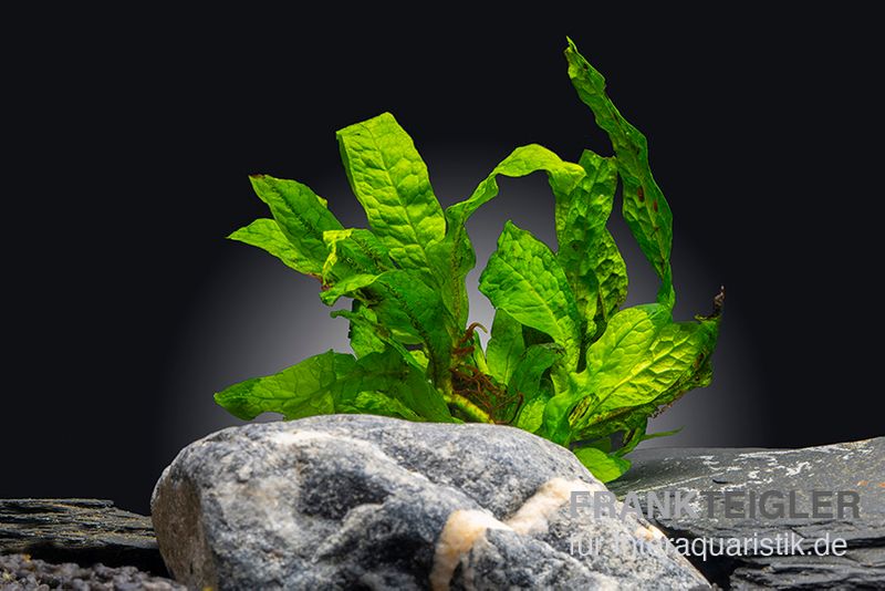 Microsorum "Green Gnome", Microsorum pteropus "Green Gnome"