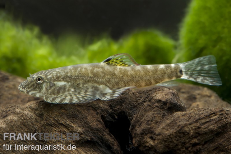 Chinesischer Flossensauger, Pseudogastromyzon cheni