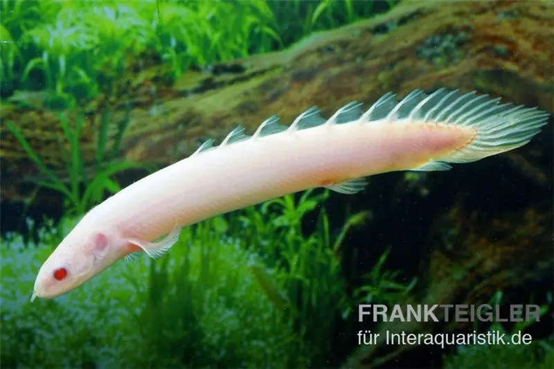 Senegal-Flösselhecht Gold/Albino, Polypterus senegalensis gold, 6-8 cm