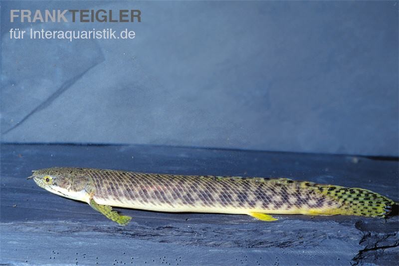 Pollis Flösselhecht, Polypterus polli